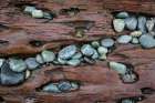 USA, Washington State, Fort Flagler State Park. Close-up of beach rocks and driftwood. Art Print
